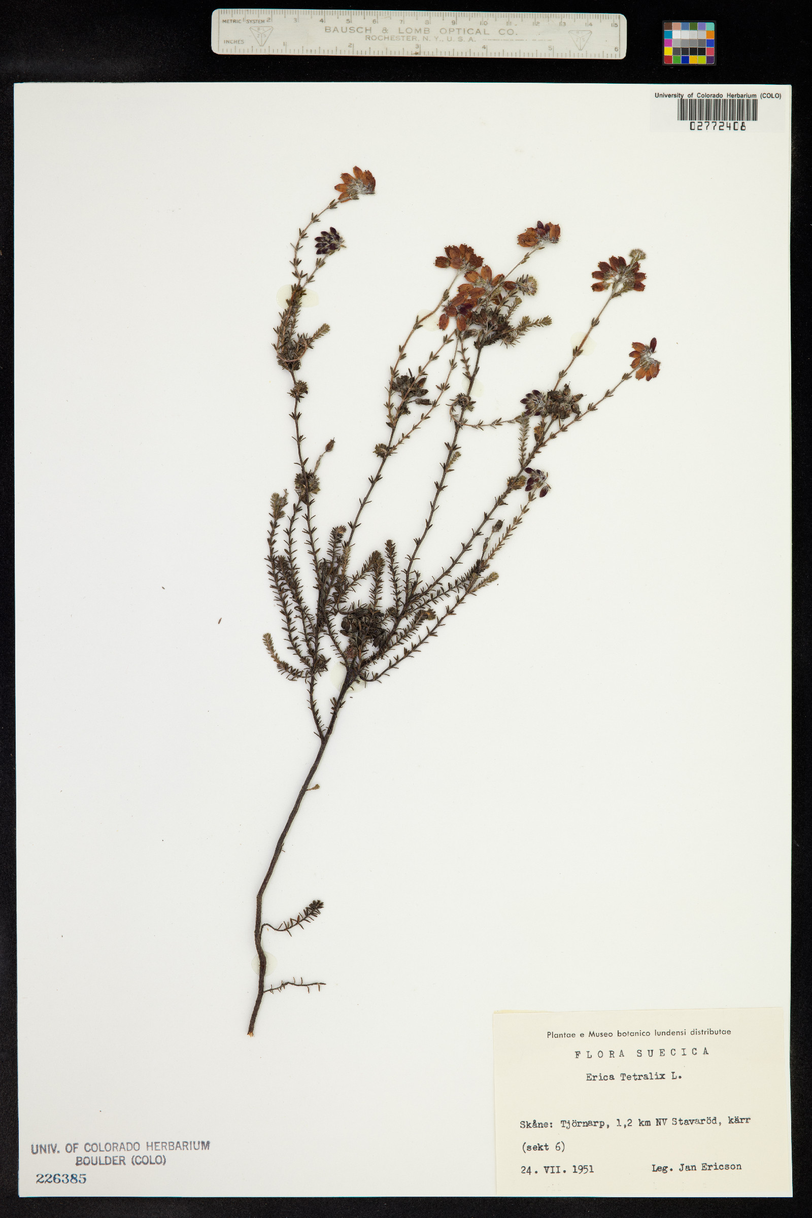 Erica tetralix image