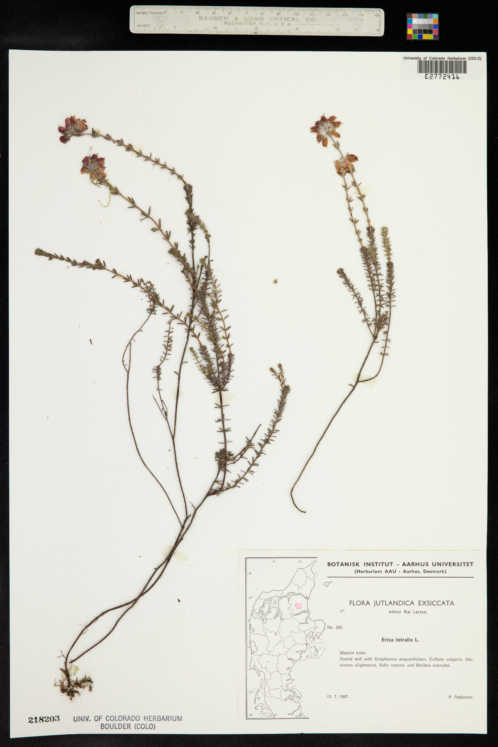 Erica tetralix image