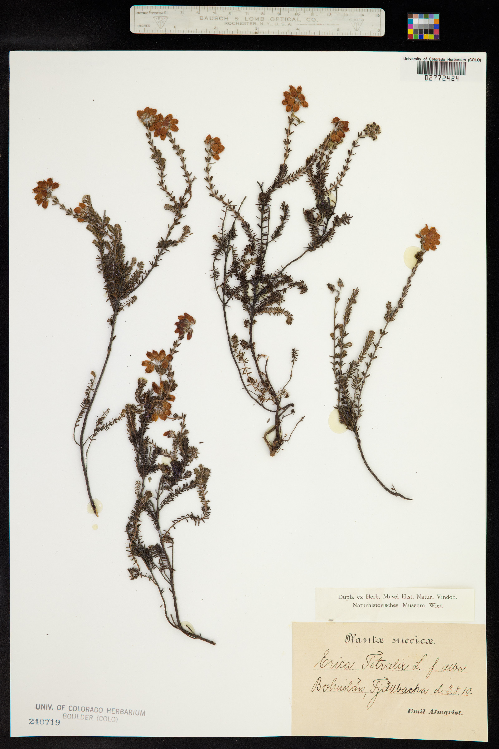 Erica tetralix image