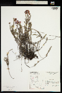 Erica tetralix image