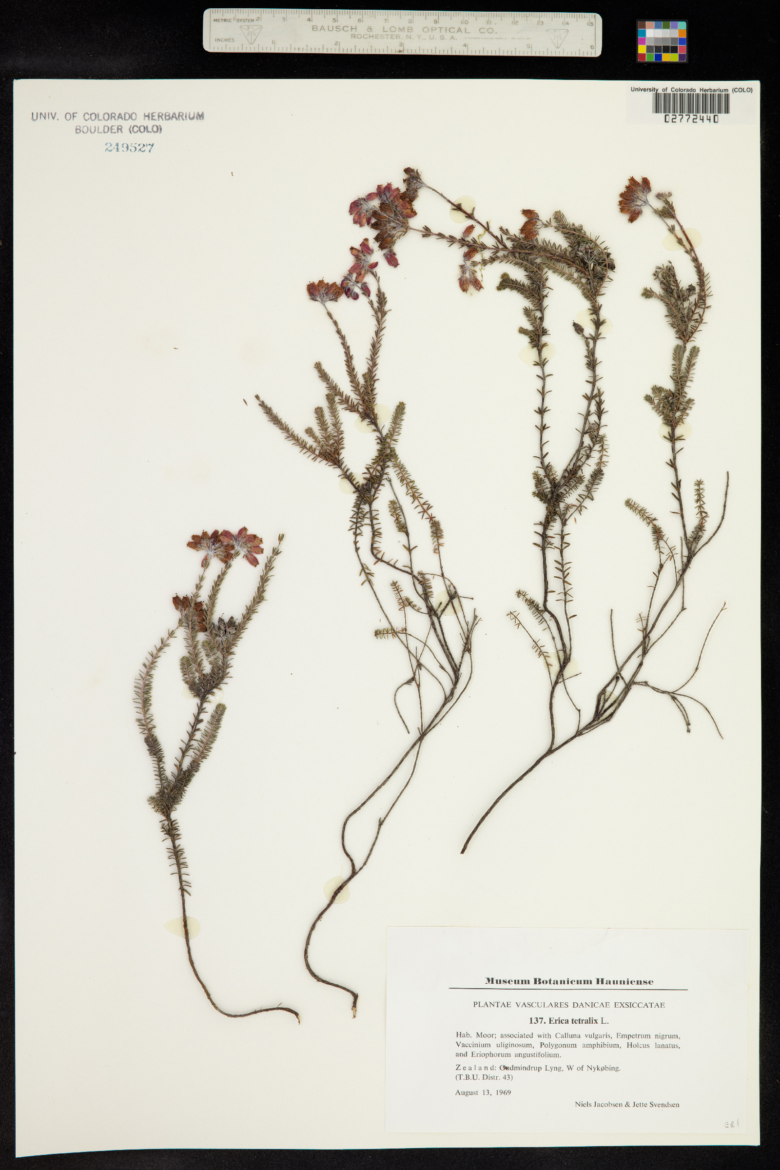 Erica tetralix image