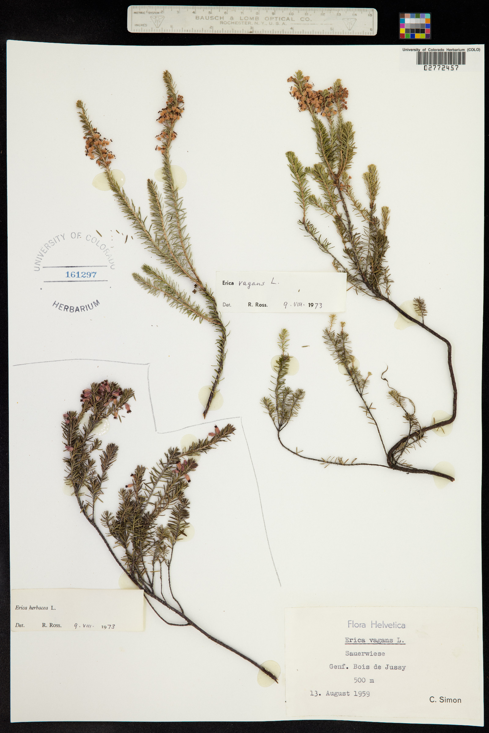 Erica vagans image