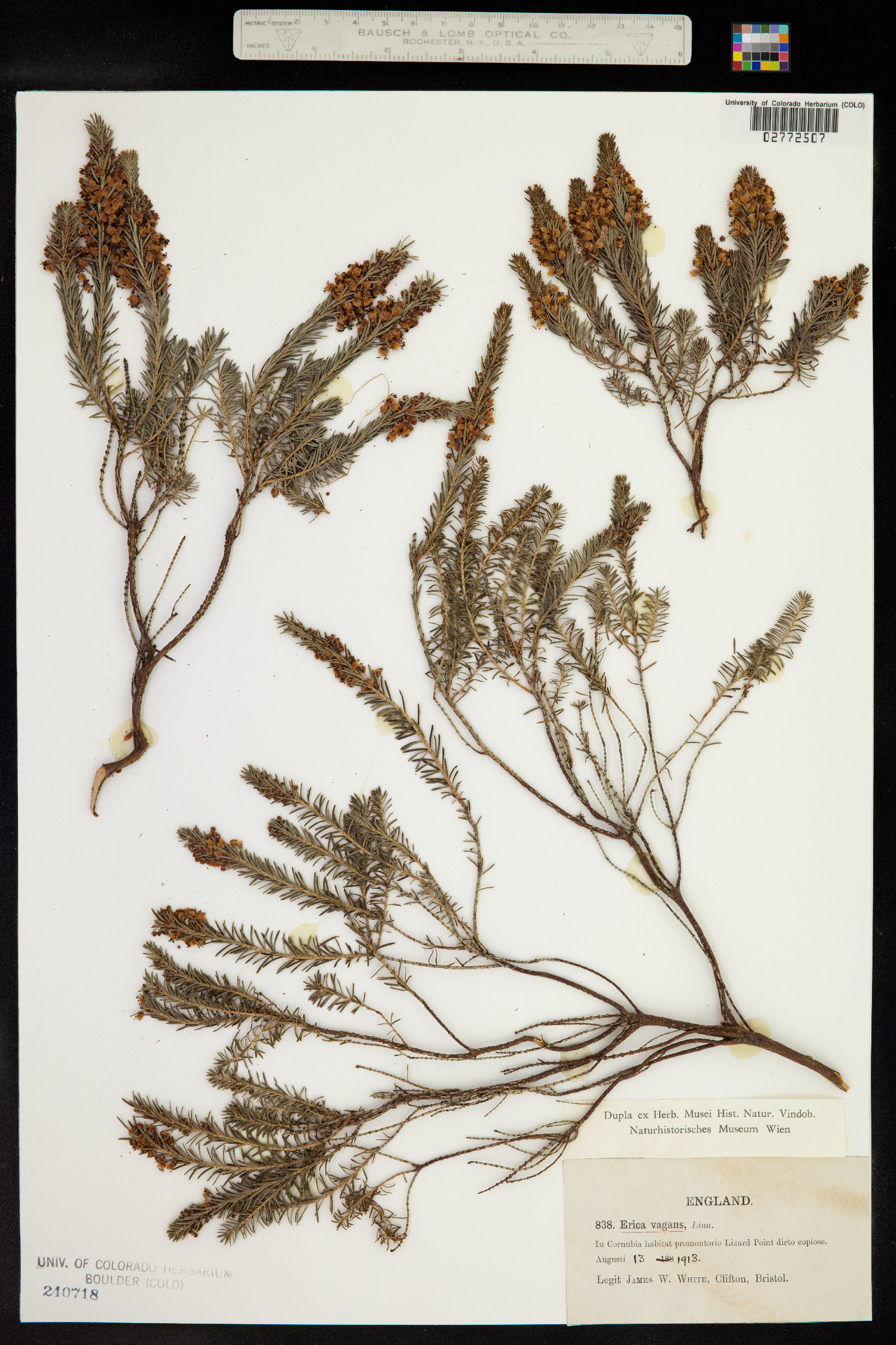 Erica vagans image