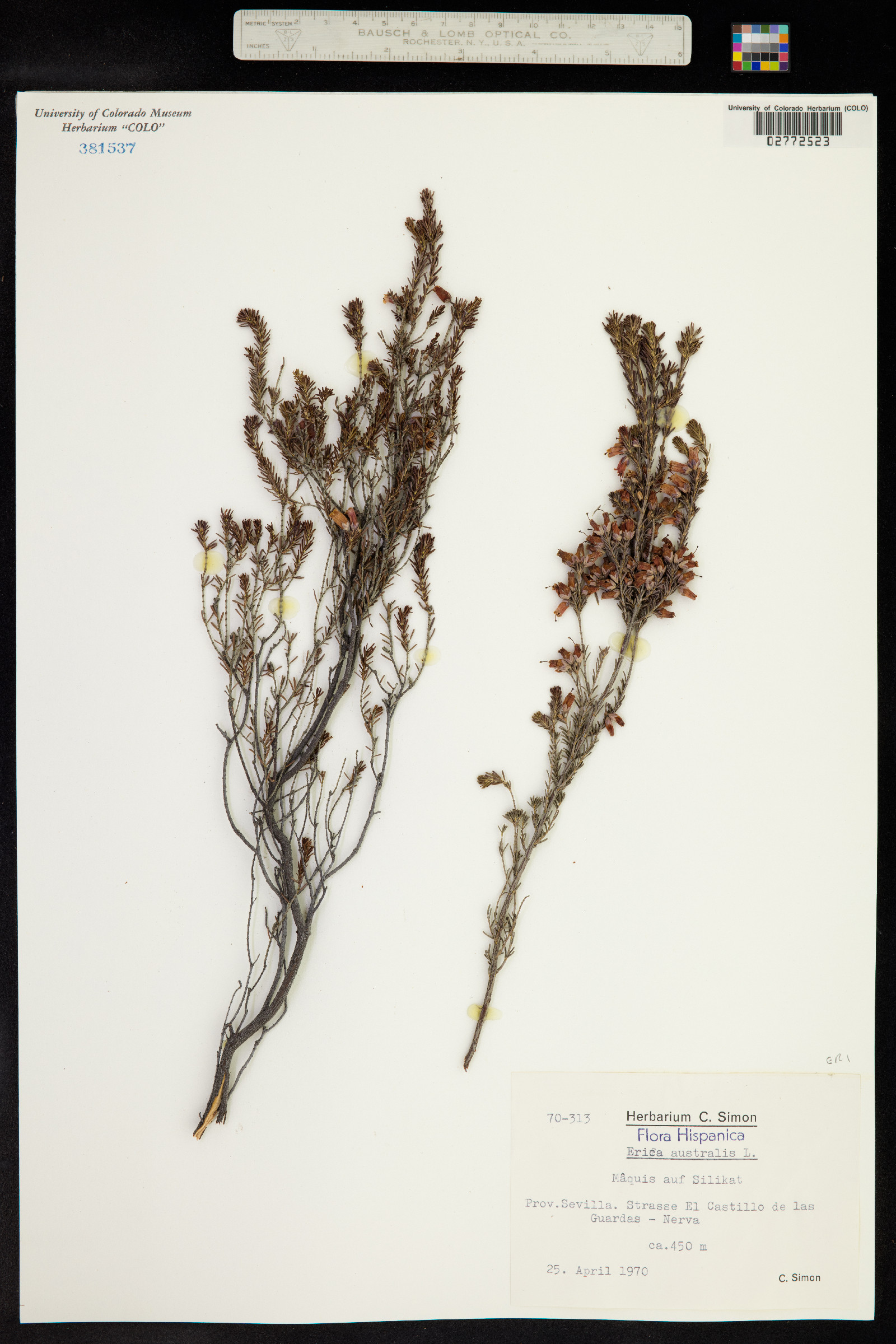 Erica australis image