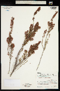 Erica erigena image