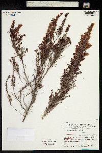 Erica lusitanica image