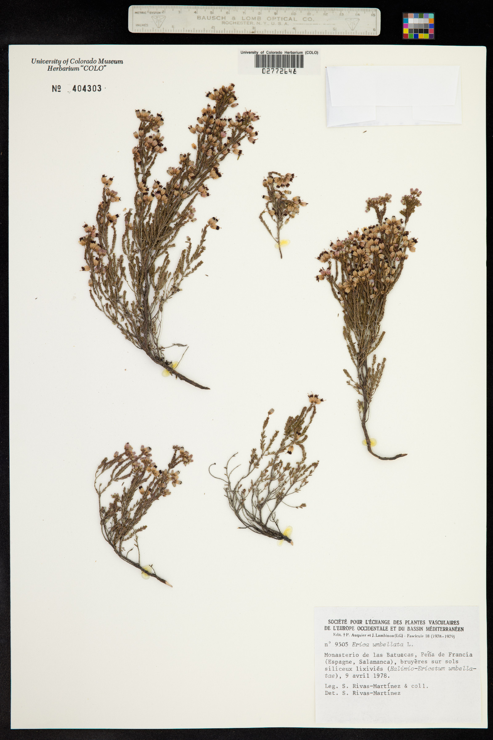 Erica umbellata image