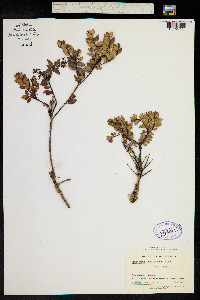 Gaultheria anastomosans image