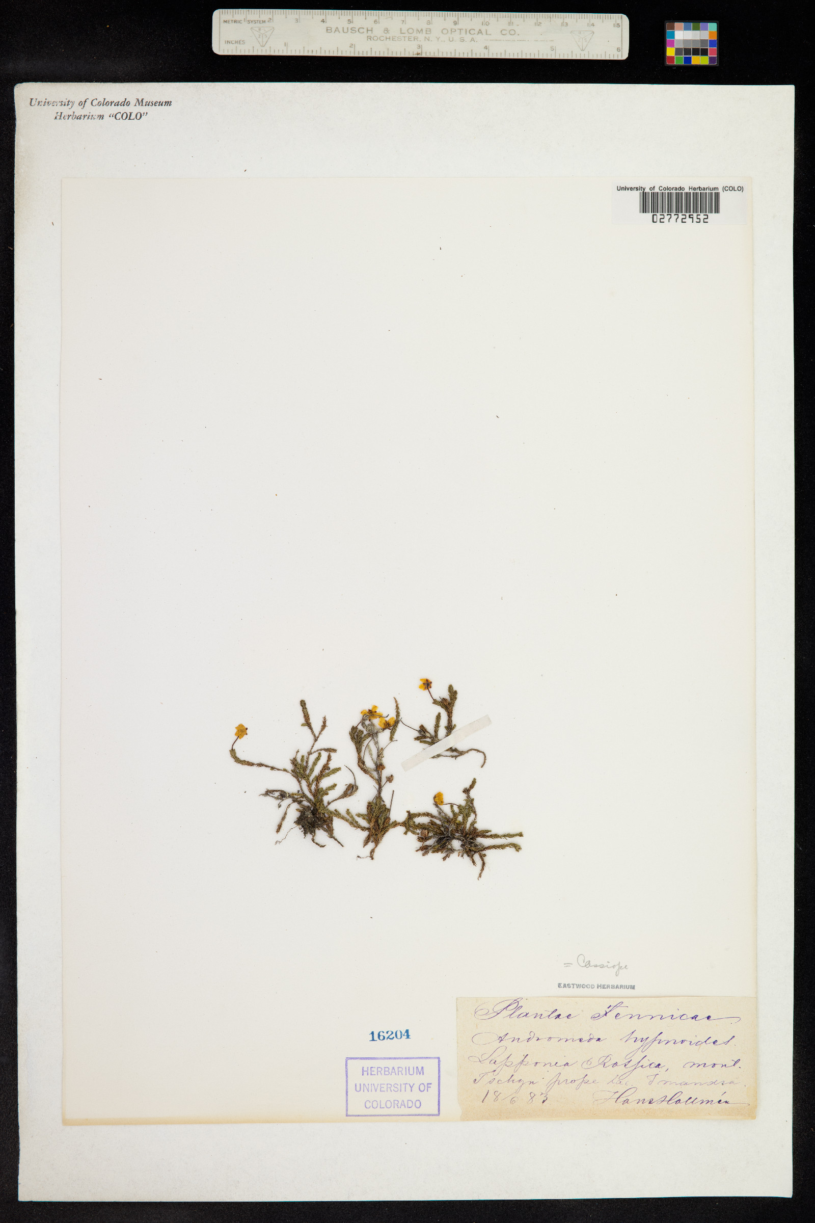 Harrimanella hypnoides image