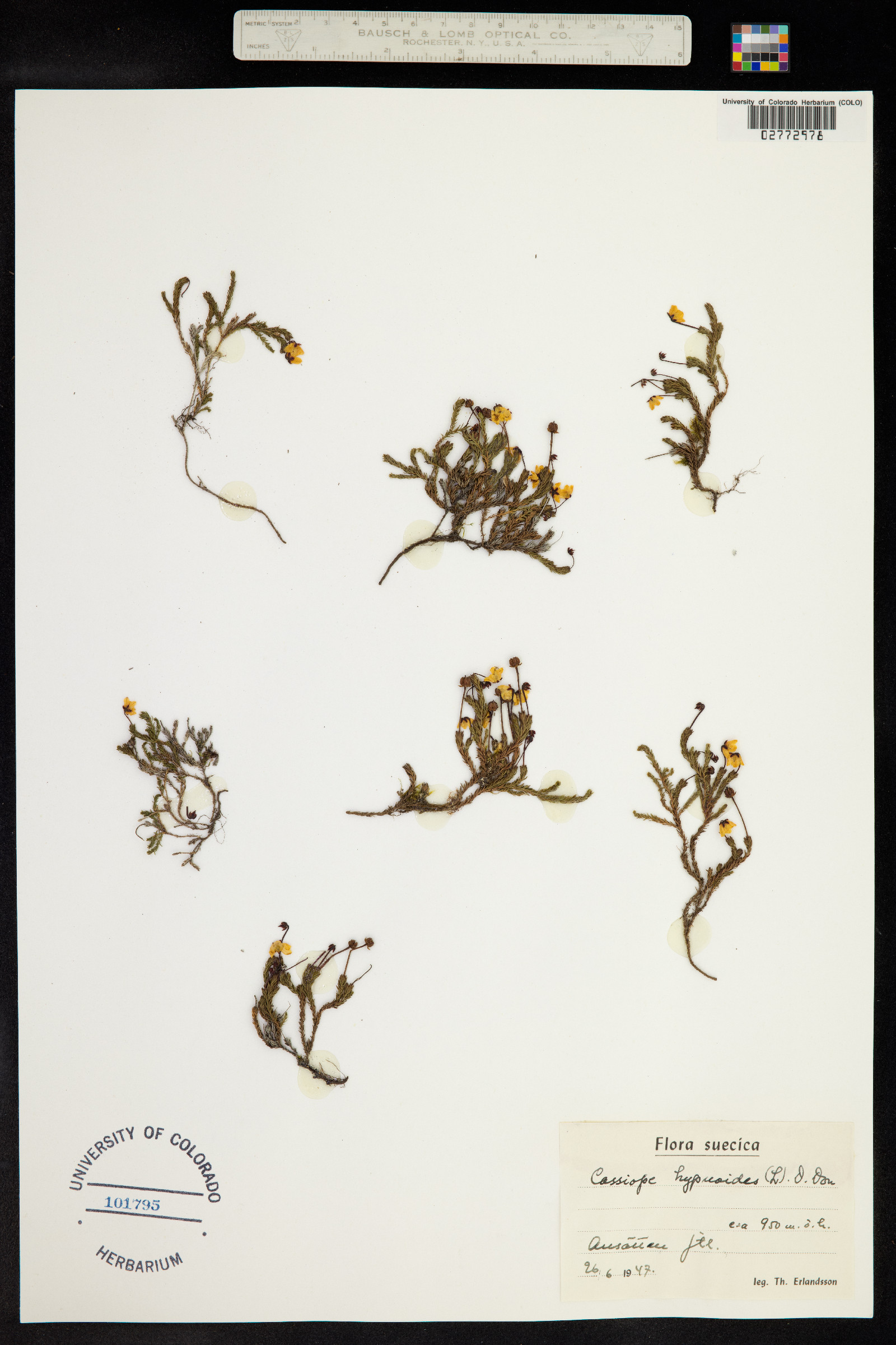 Harrimanella hypnoides image