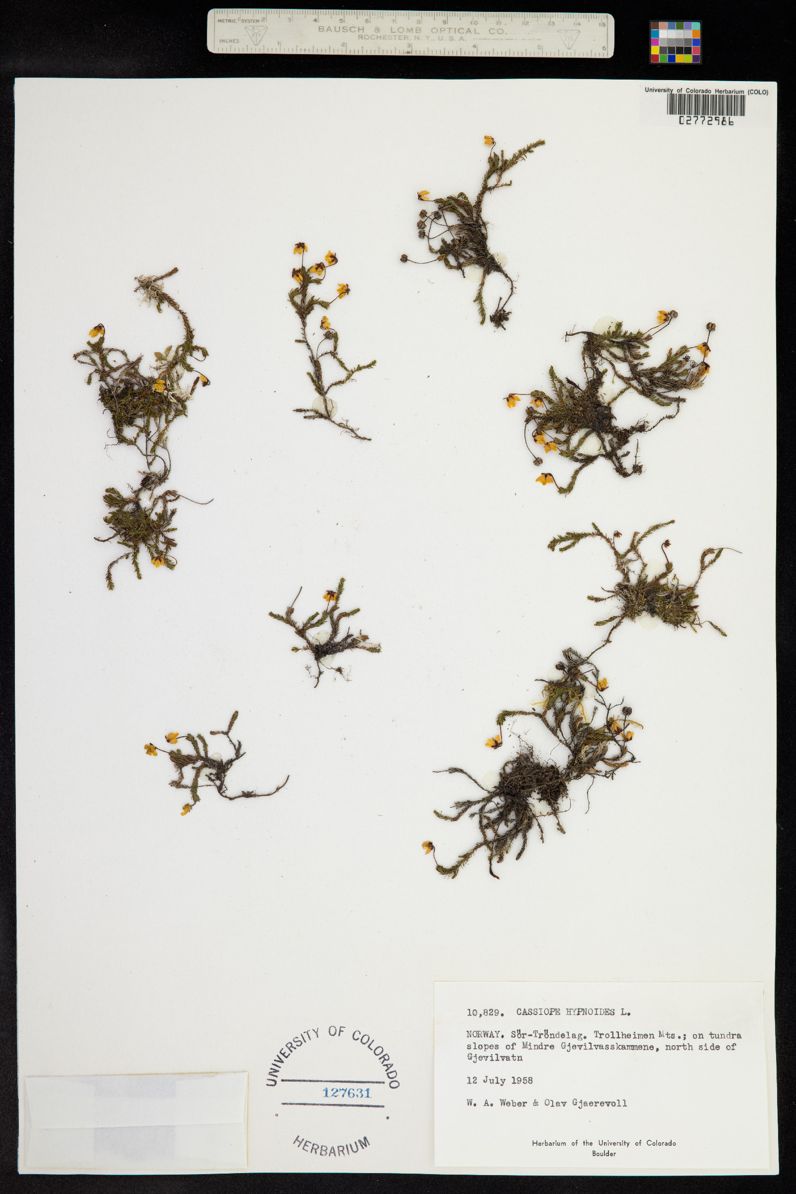 Harrimanella hypnoides image