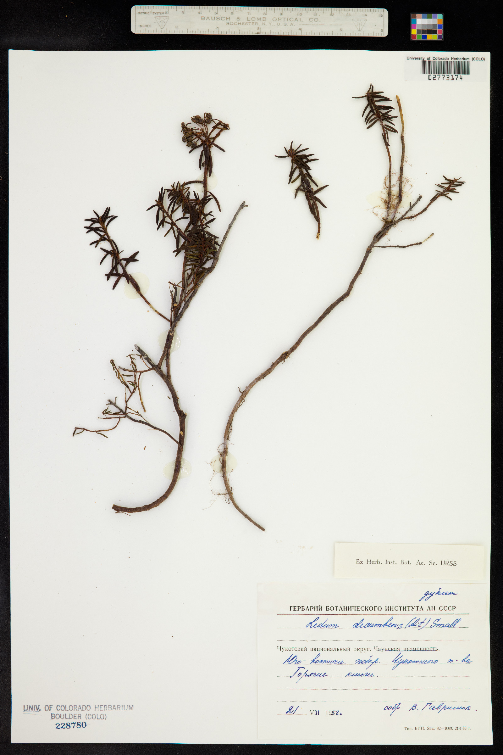 Rhododendron tomentosum image