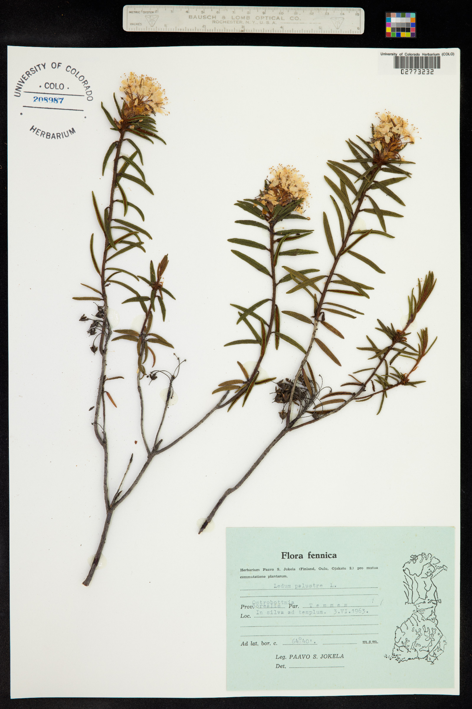 Rhododendron tomentosum image