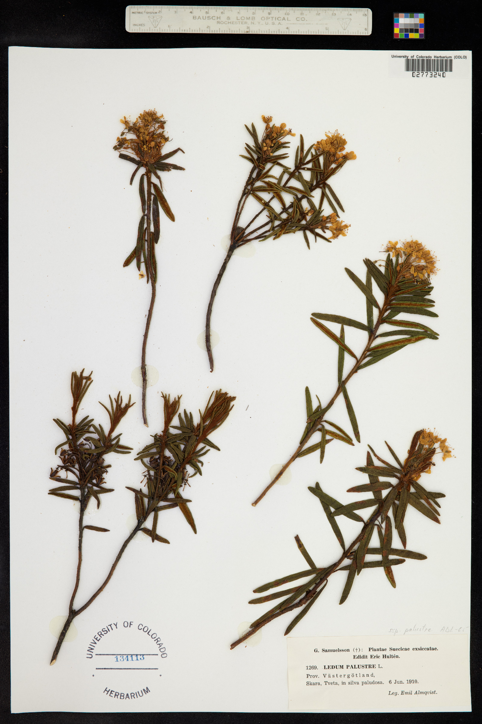 Rhododendron tomentosum image