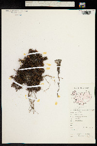 Kalmia procumbens image