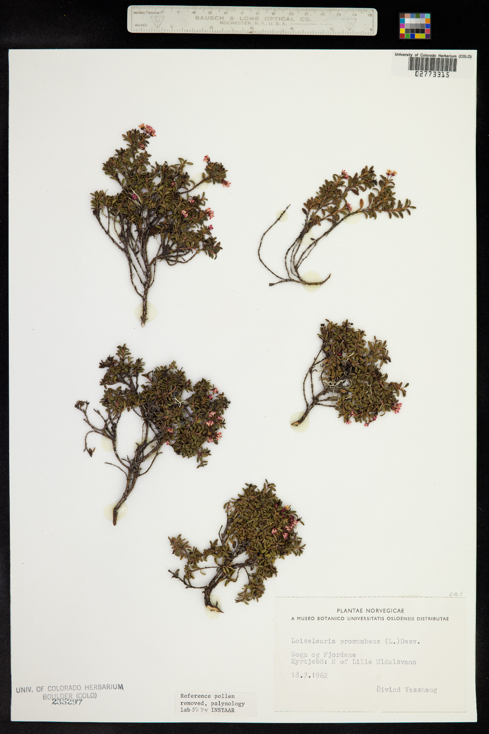 Kalmia procumbens image