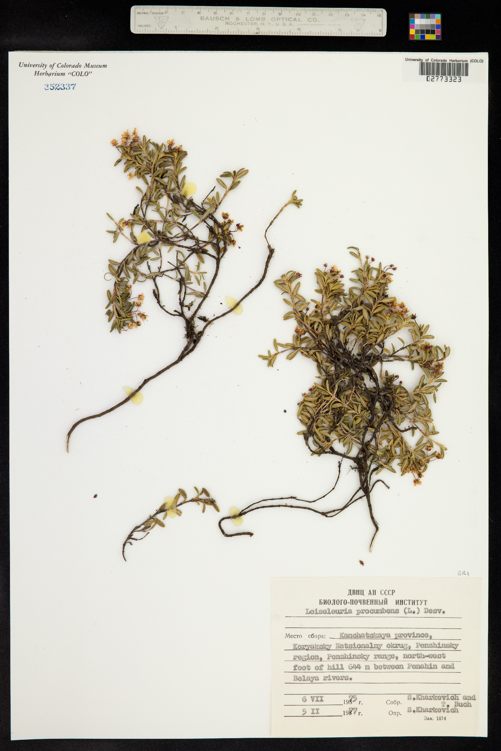 Kalmia procumbens image