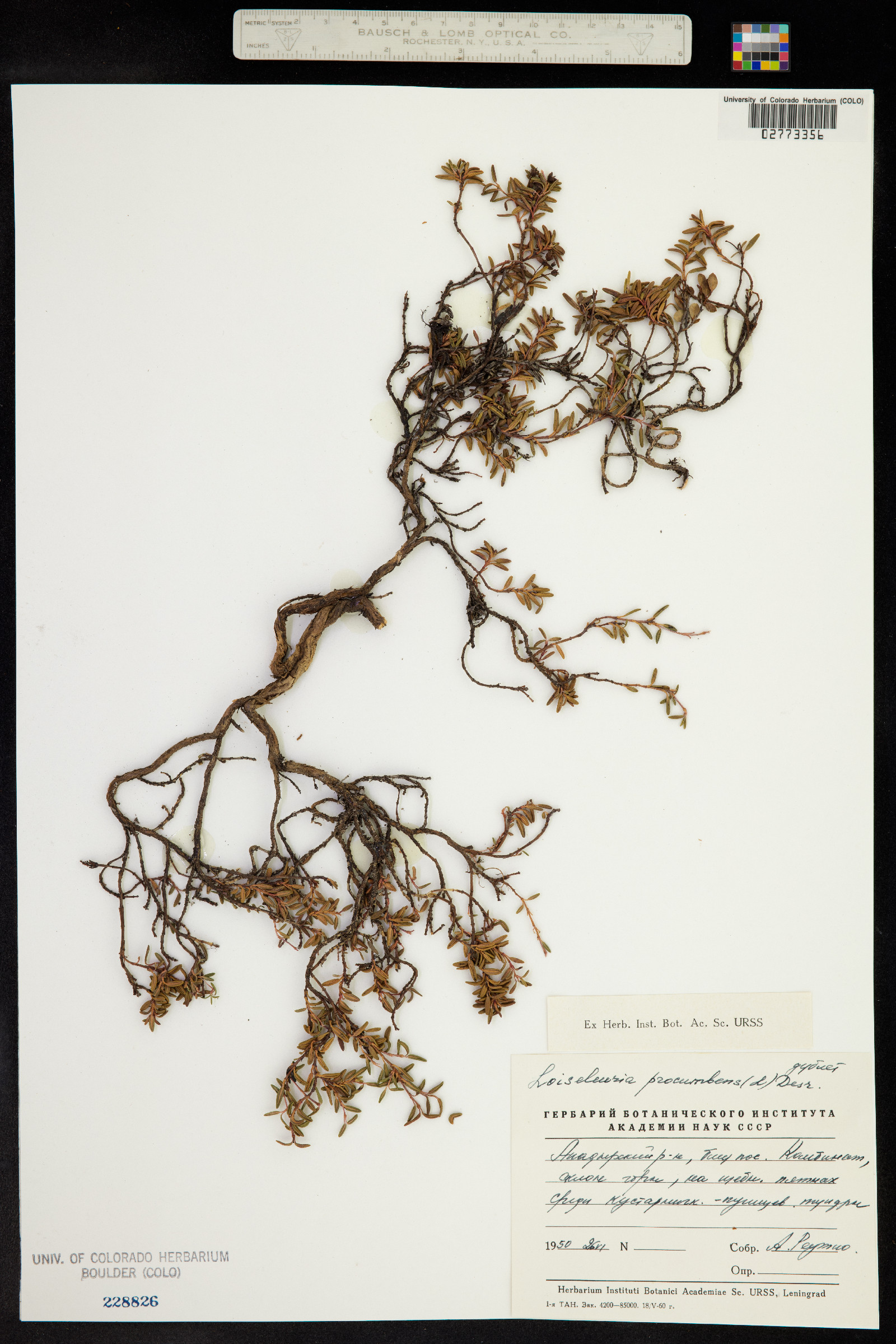 Kalmia procumbens image