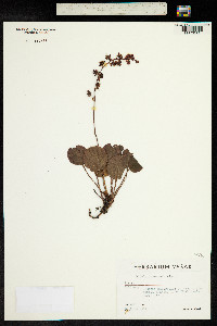 Pyrola asarifolia subsp. incarnata image