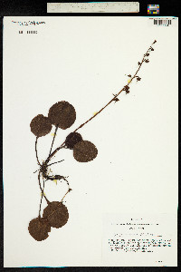 Pyrola asarifolia subsp. incarnata image