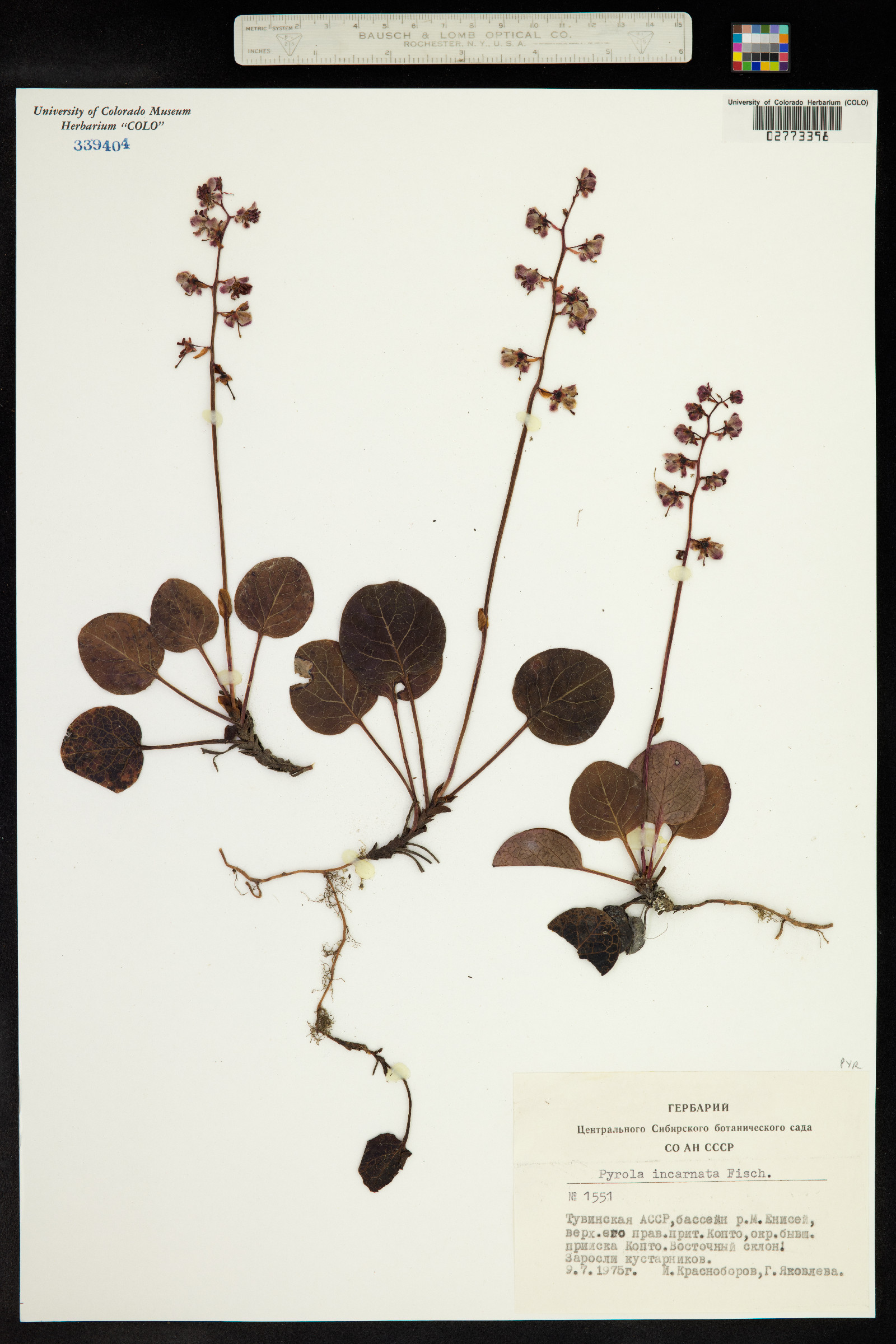 Pyrola asarifolia subsp. incarnata image