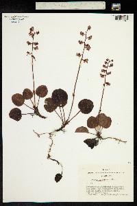 Pyrola asarifolia subsp. incarnata image