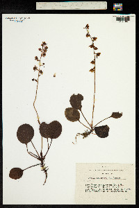 Pyrola asarifolia subsp. incarnata image