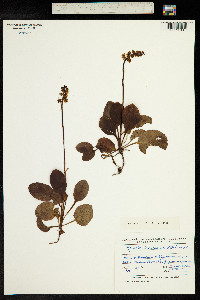 Pyrola asarifolia subsp. incarnata image