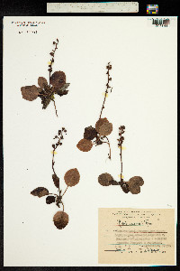 Pyrola asarifolia subsp. incarnata image