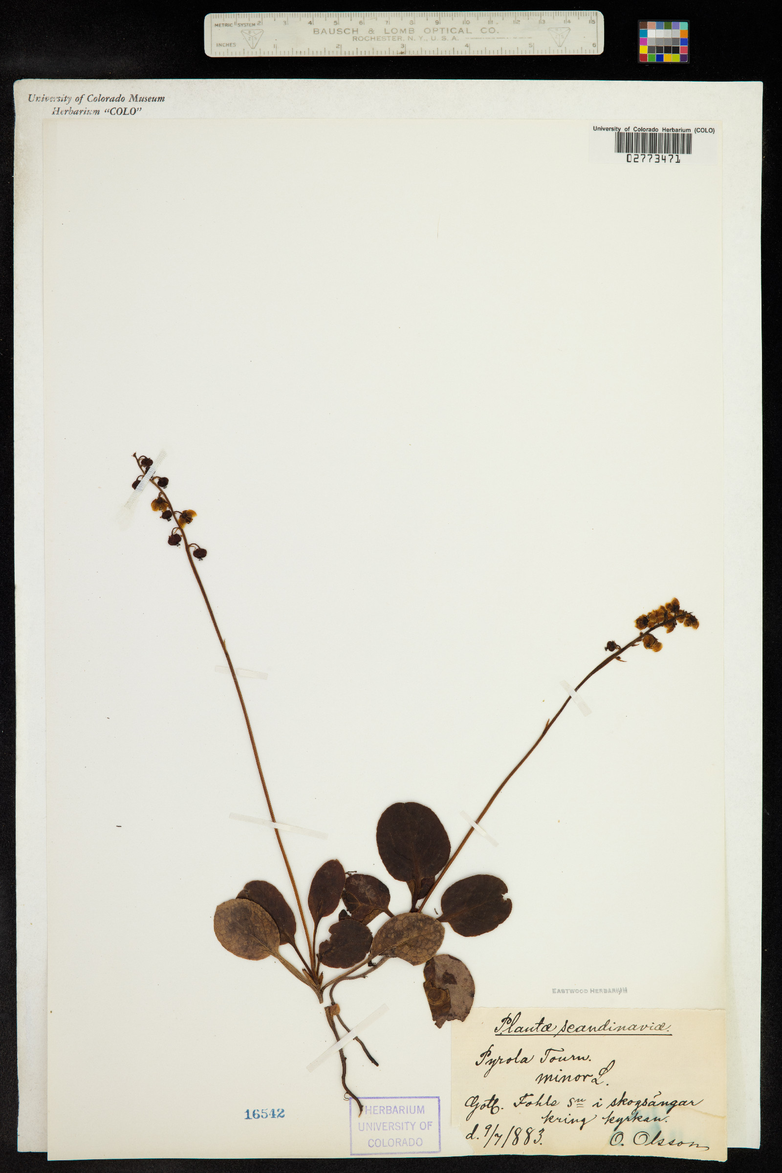 Pyrola minor image