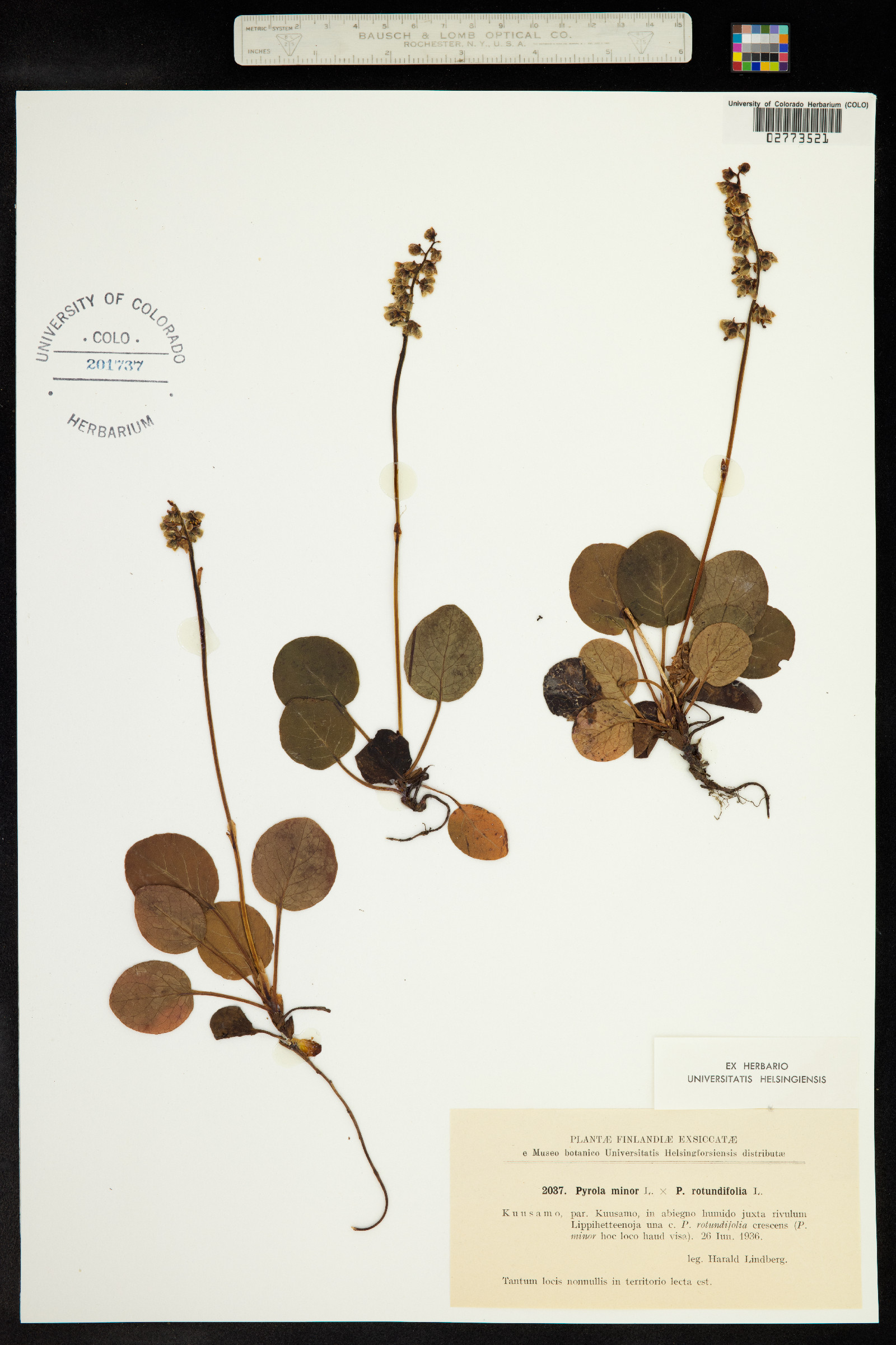 Pyrola minor image