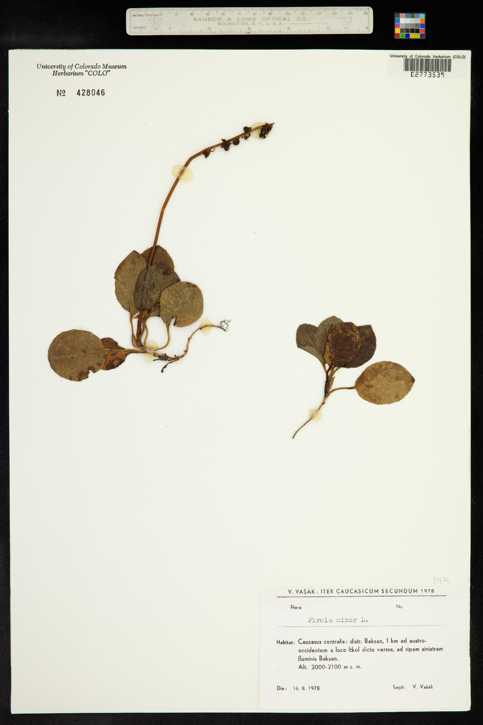 Pyrola minor image