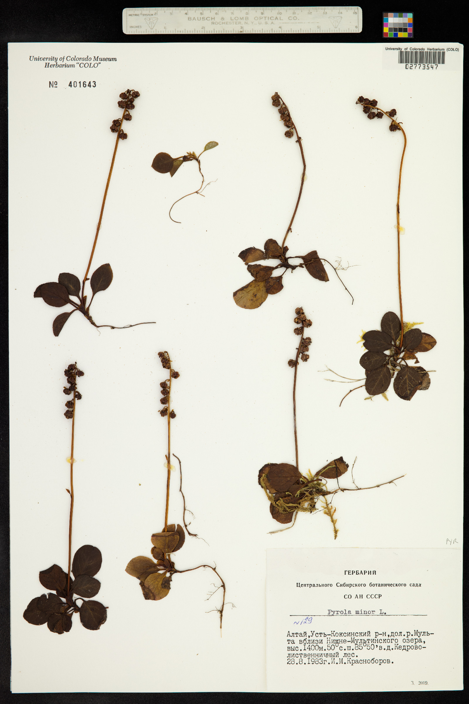 Pyrola minor image