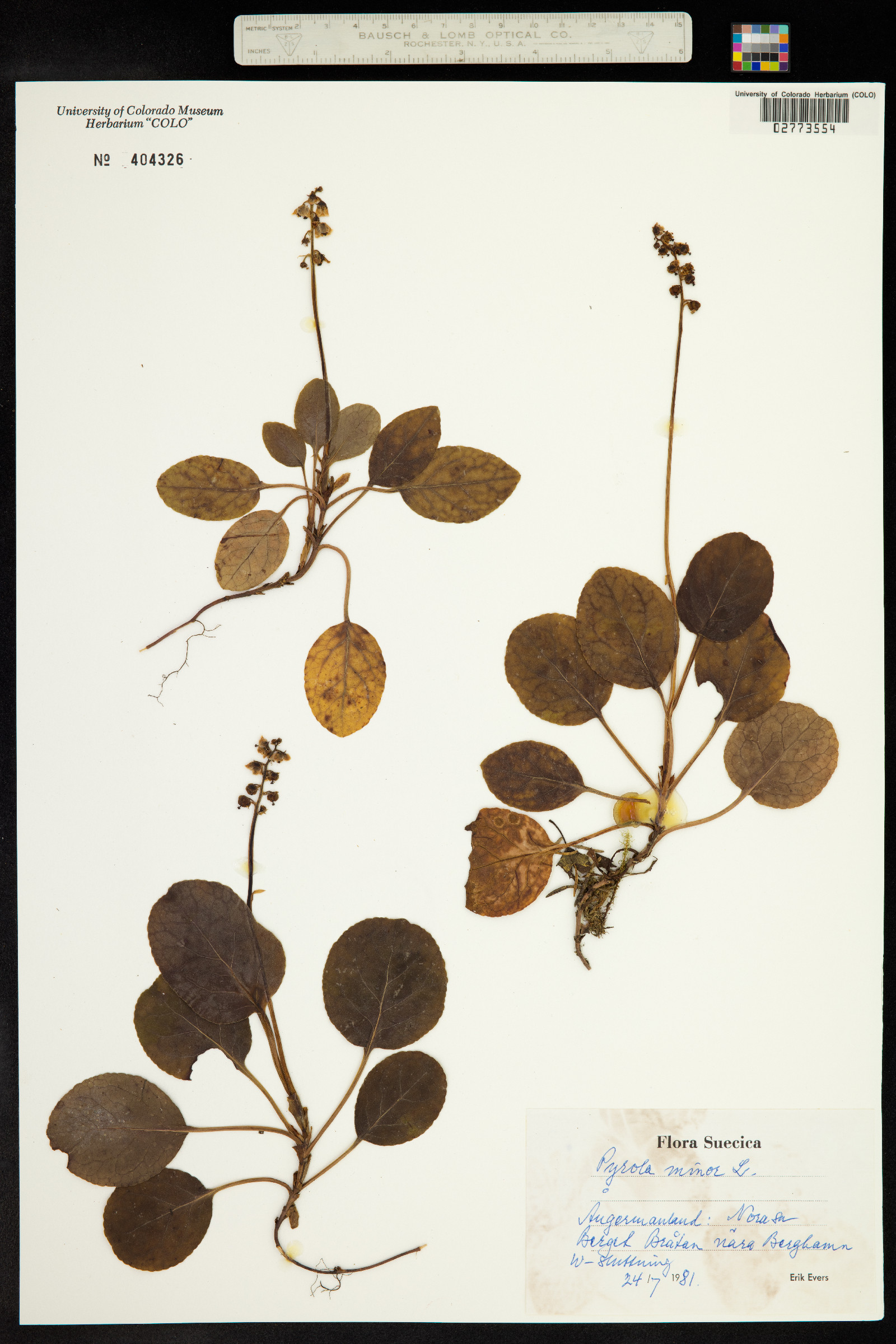 Pyrola minor image