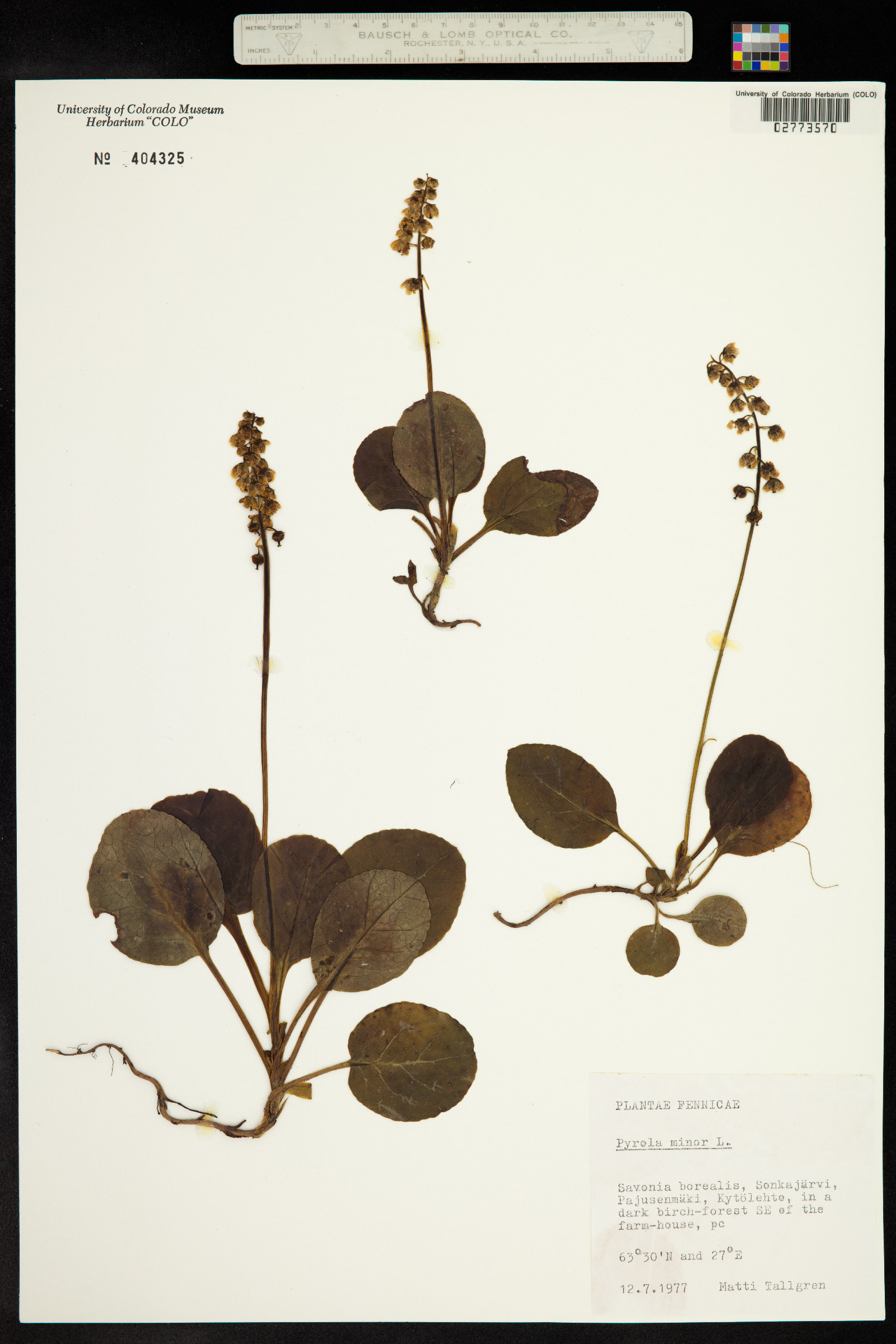 Pyrola minor image