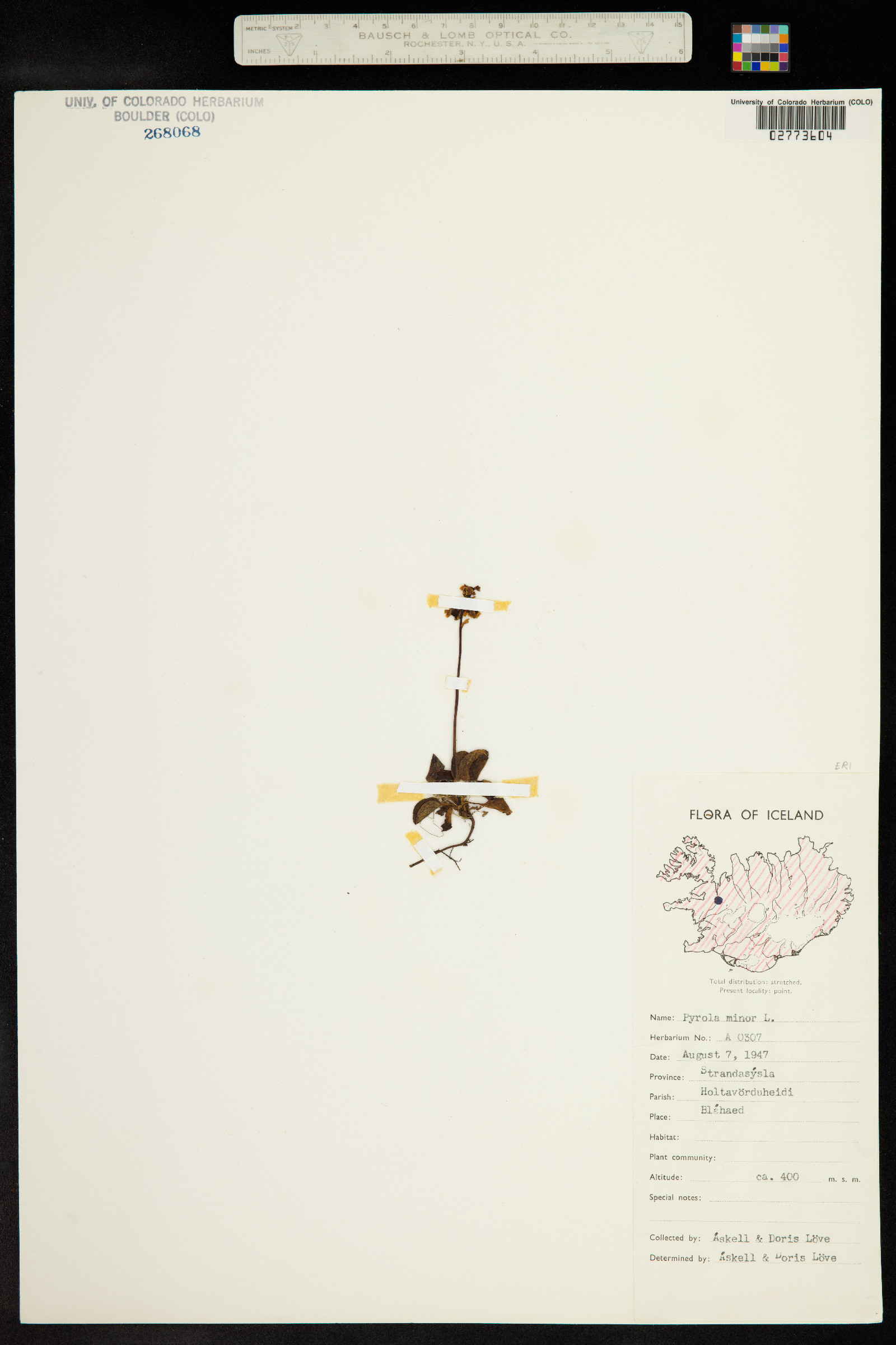 Pyrola minor image