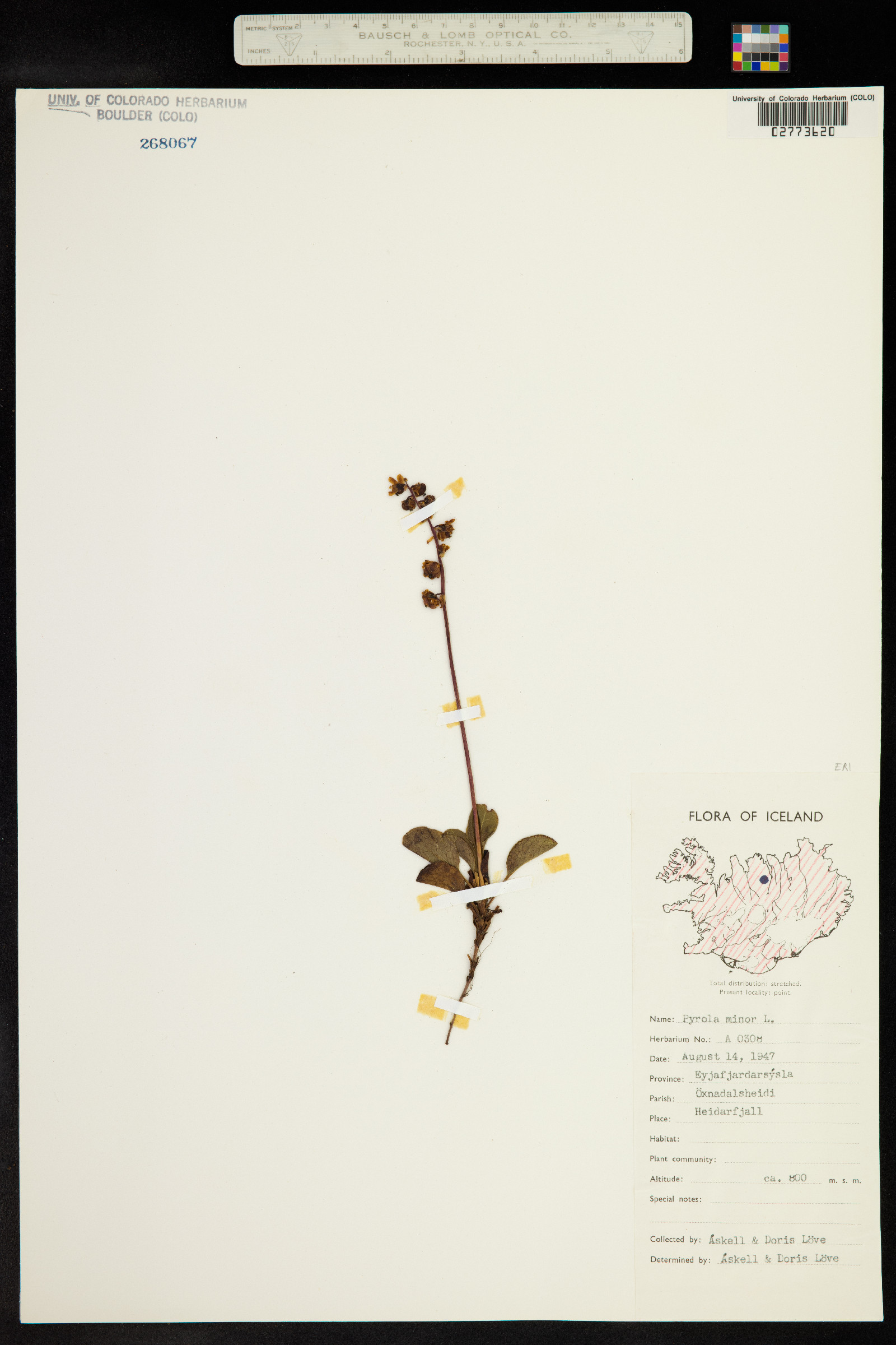 Pyrola minor image