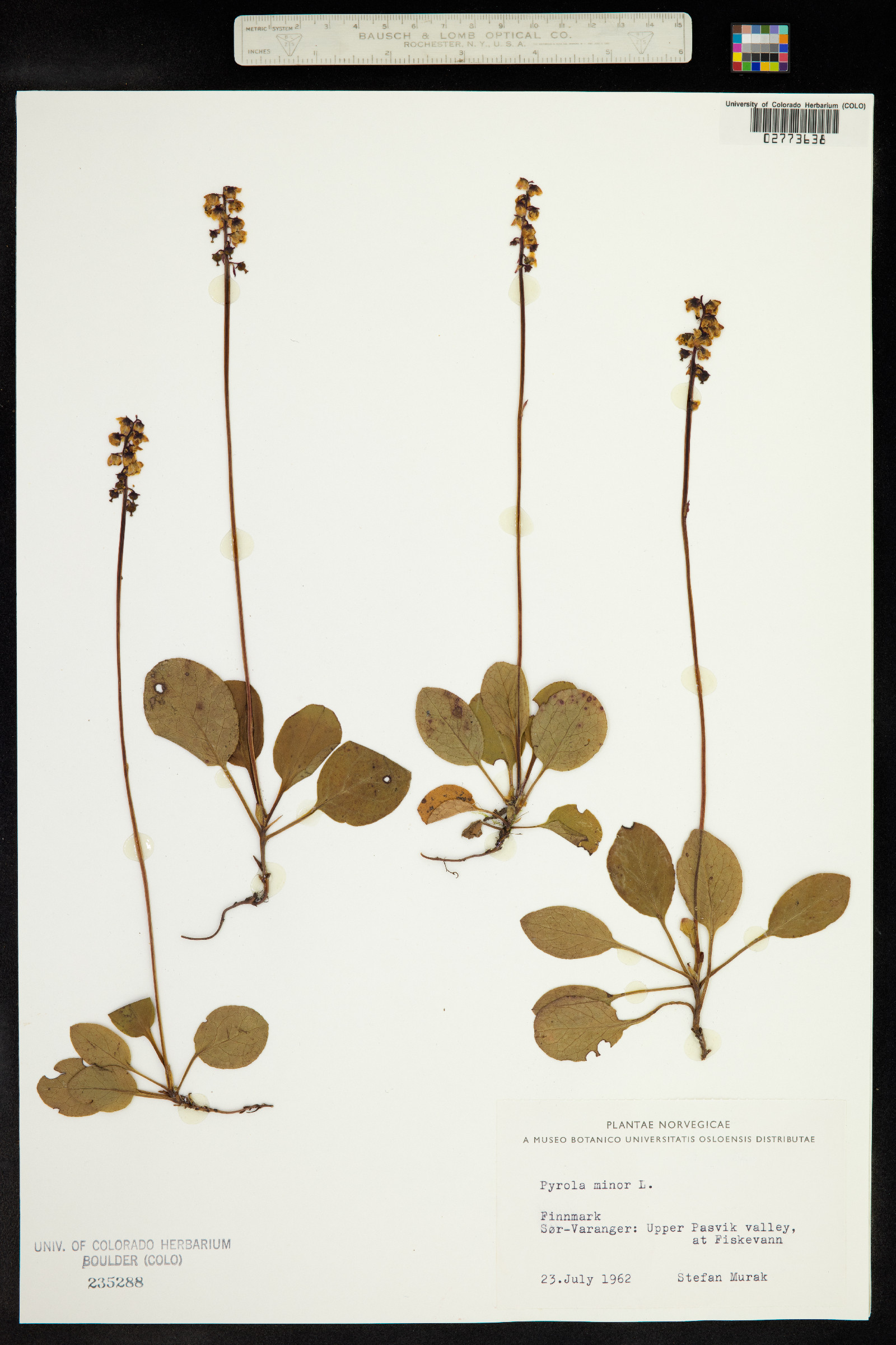 Pyrola minor image