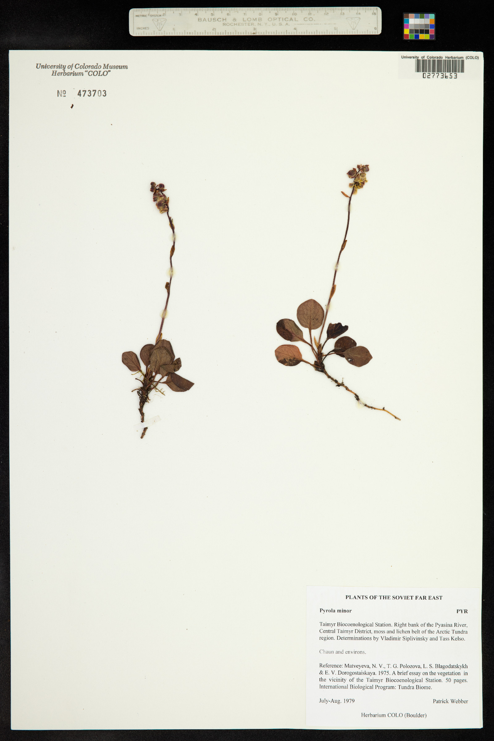 Pyrola minor image