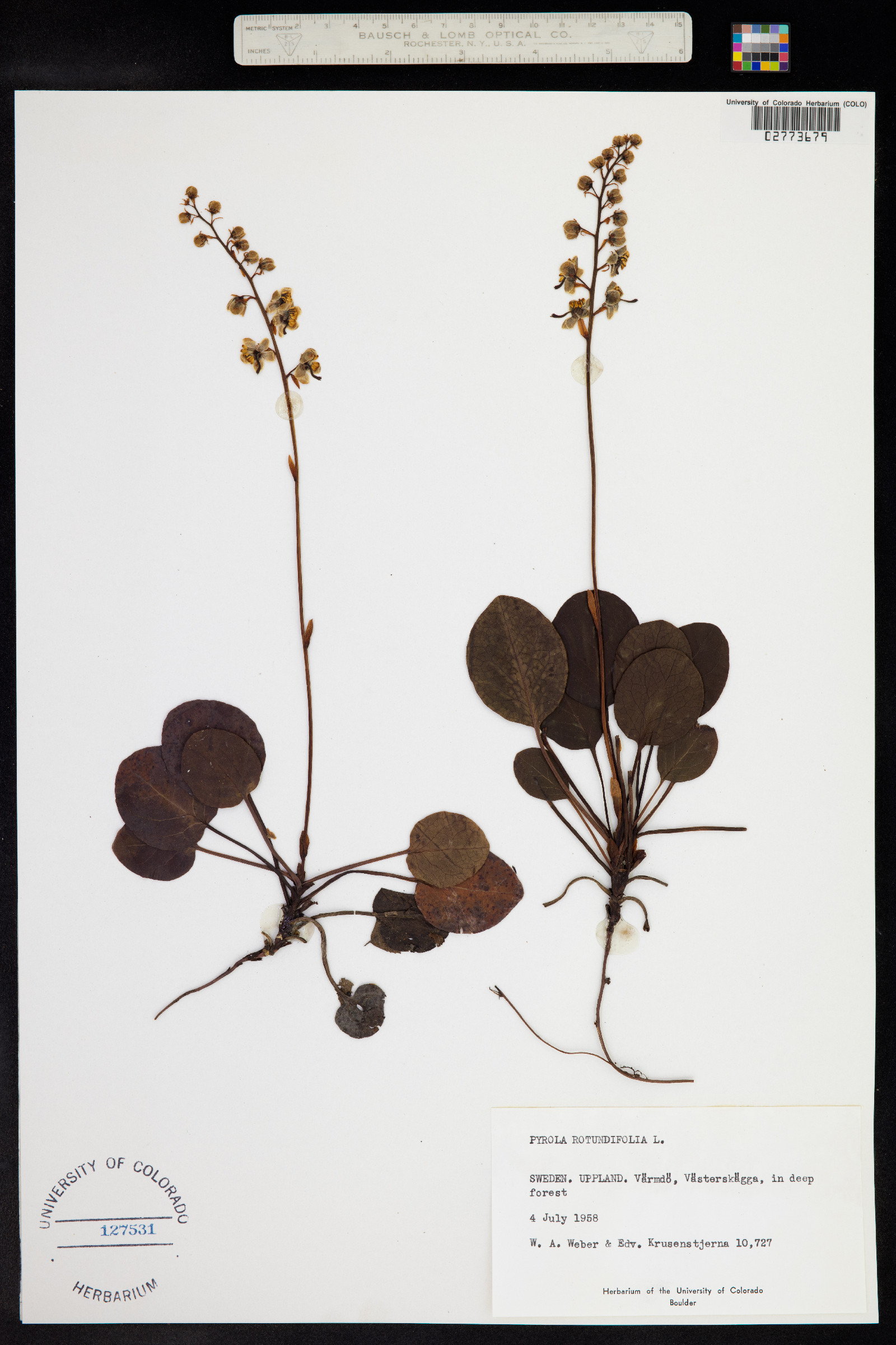 Pyrola rotundifolia image