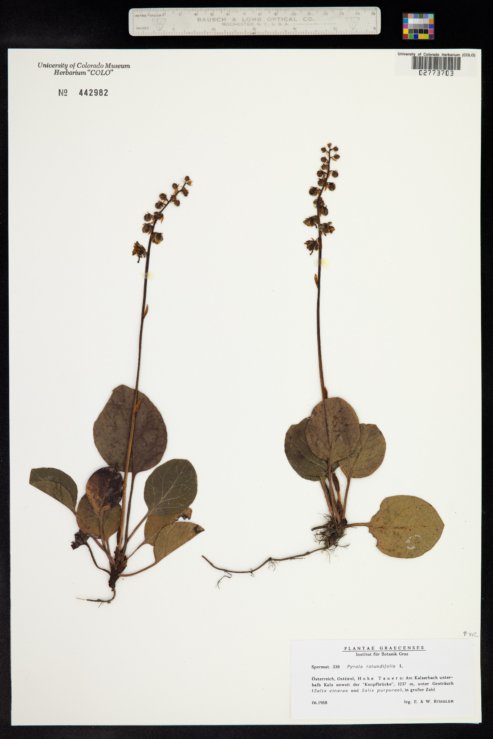 Pyrola rotundifolia image