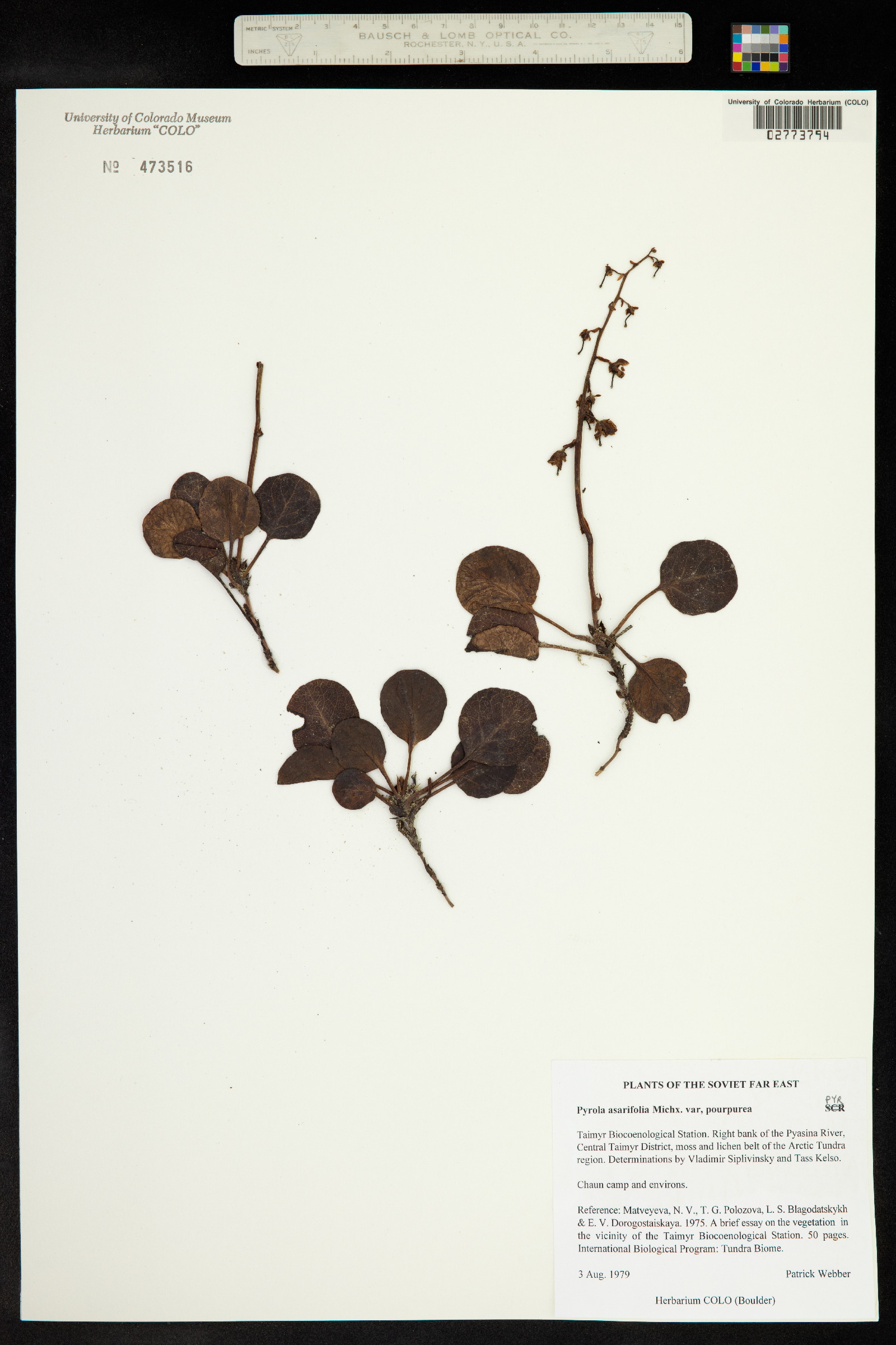 Pyrola rotundifolia image