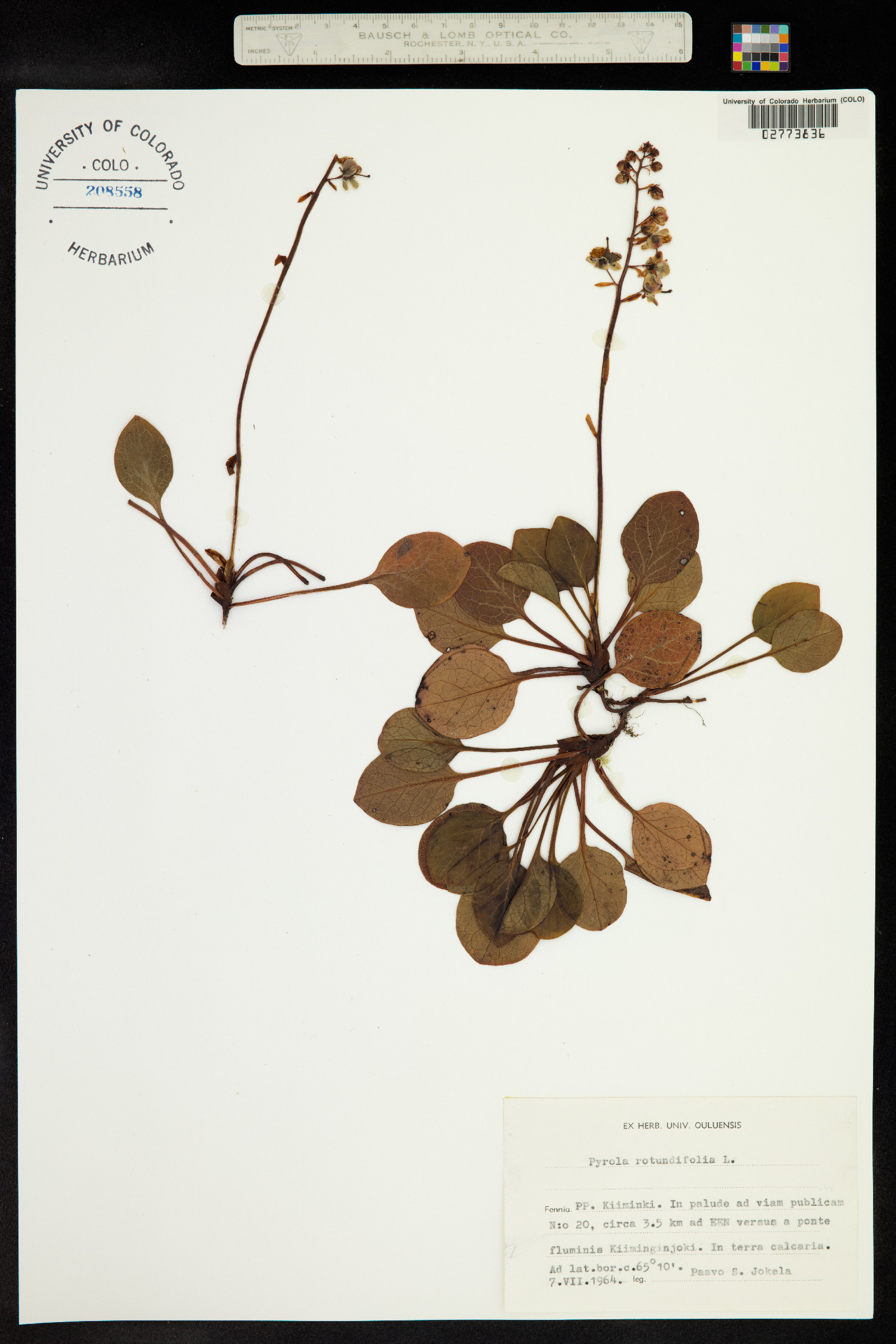 Pyrola rotundifolia image