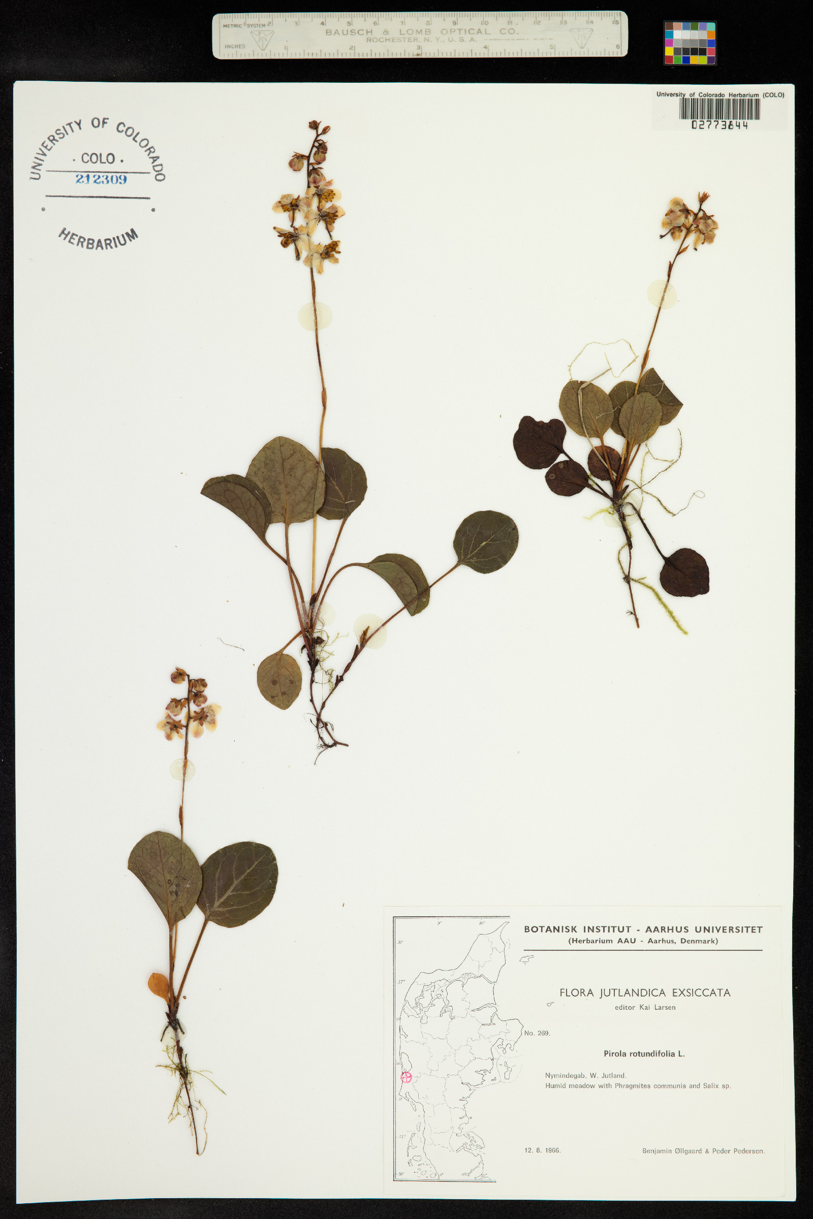 Pyrola rotundifolia image