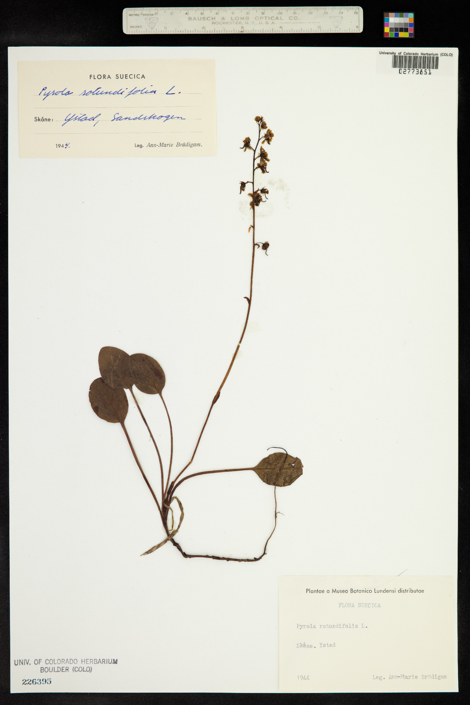 Pyrola image