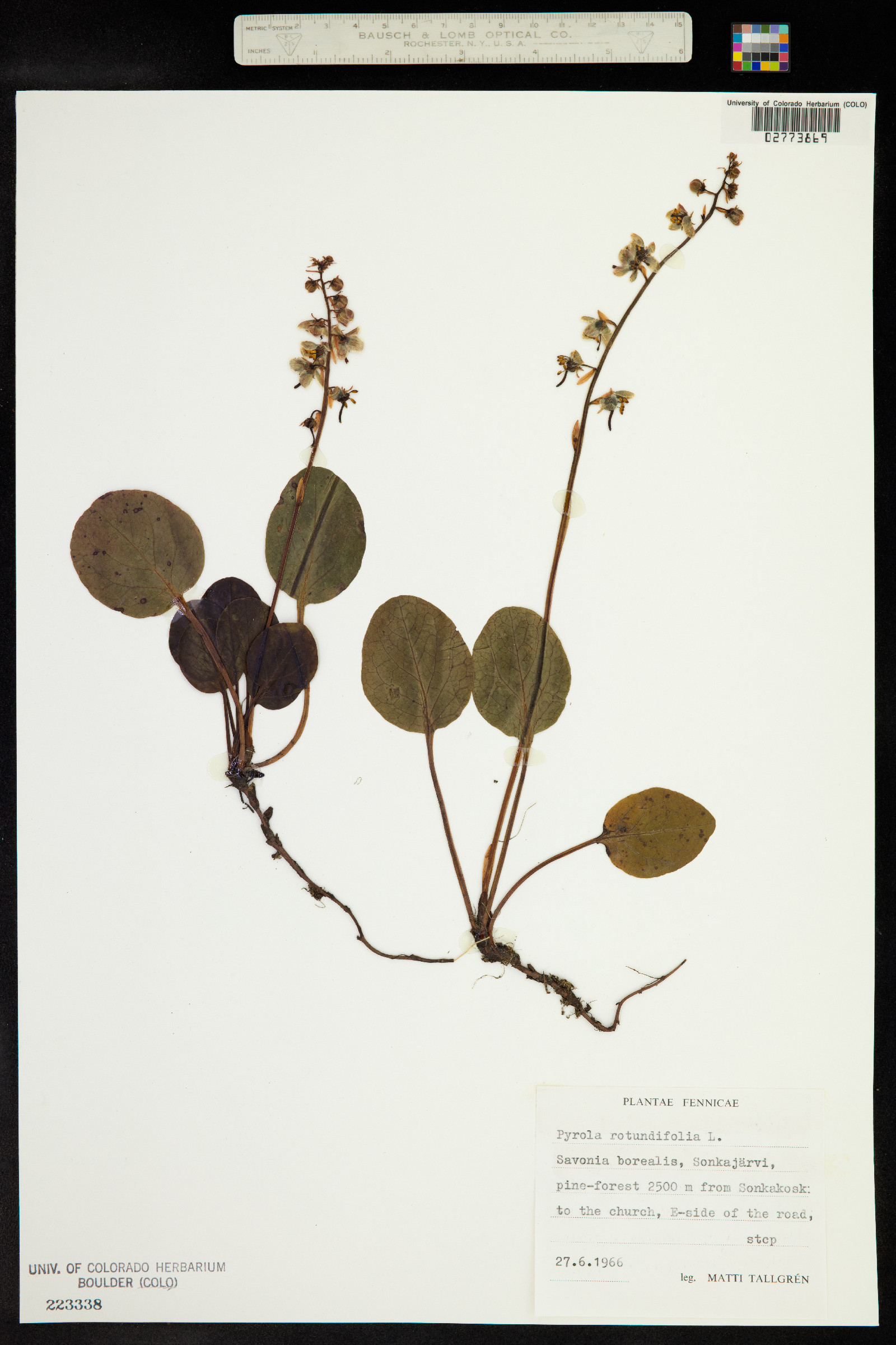 Pyrola rotundifolia image