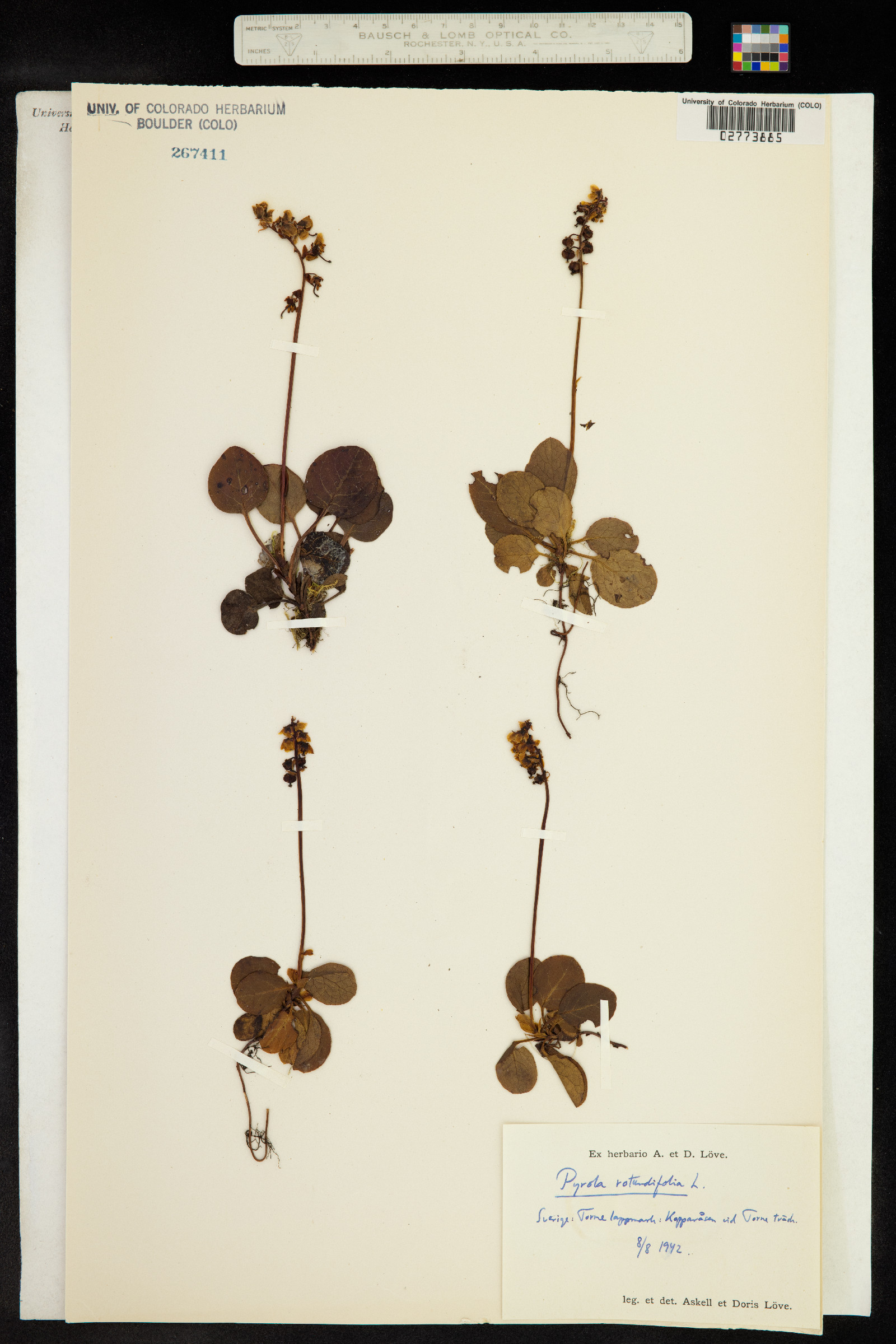 Pyrola rotundifolia image
