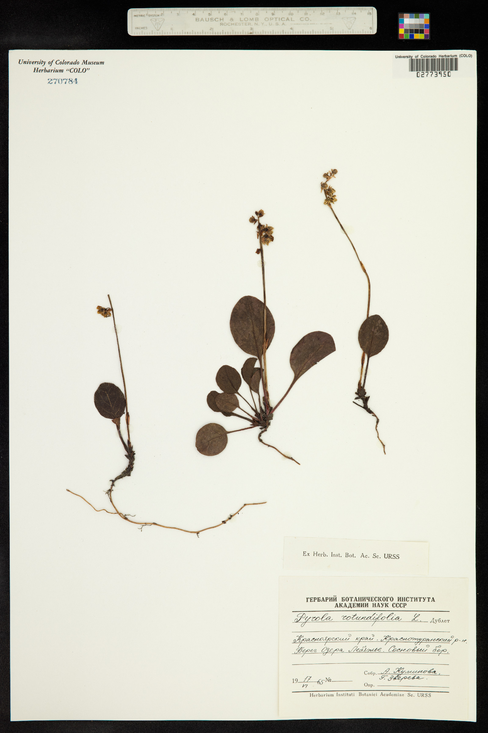 Pyrola rotundifolia image