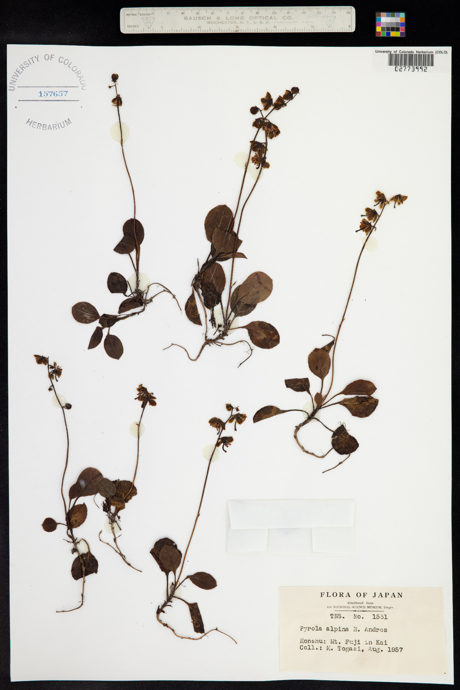 Pyrola alpina image