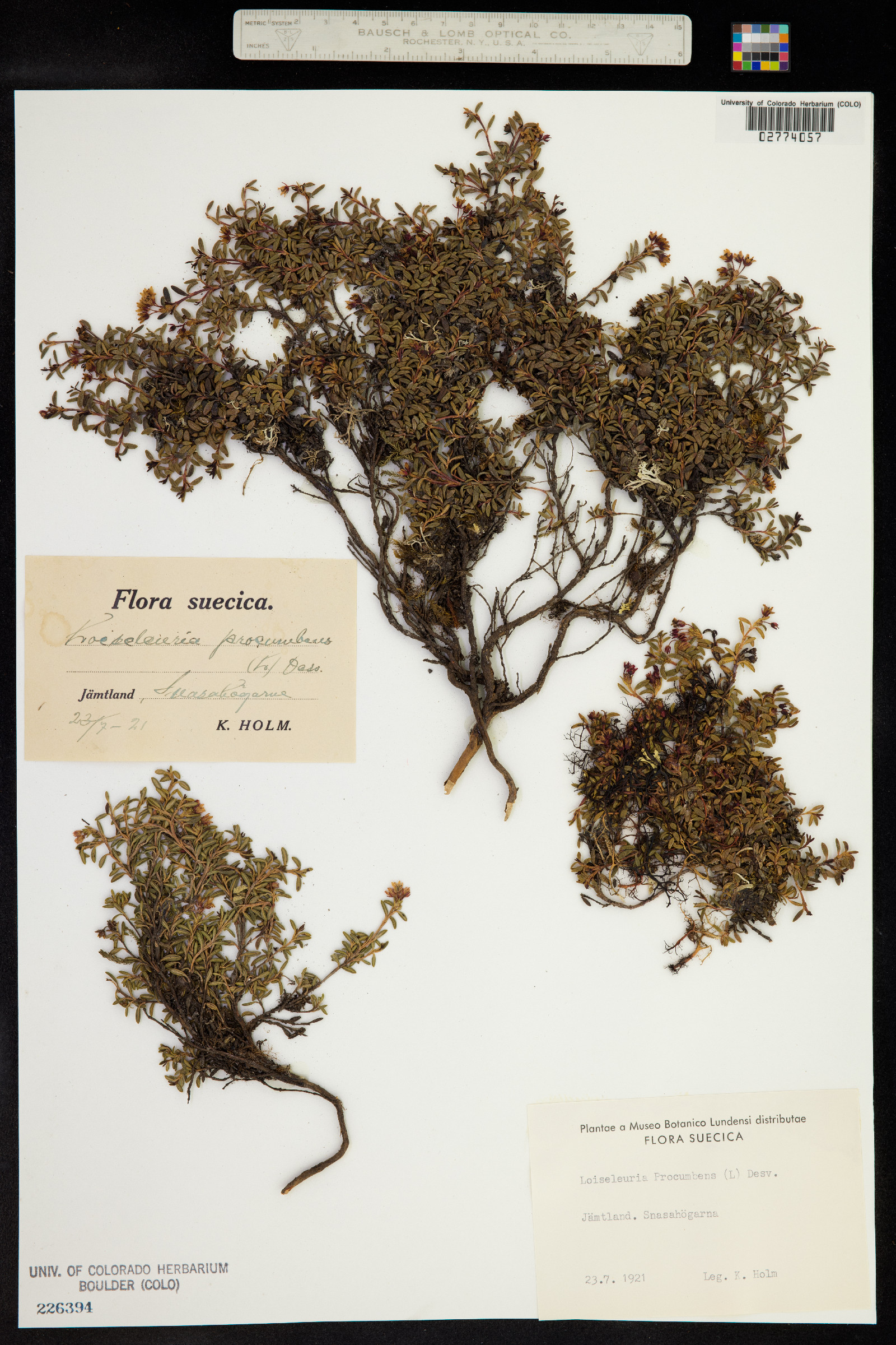 Kalmia procumbens image